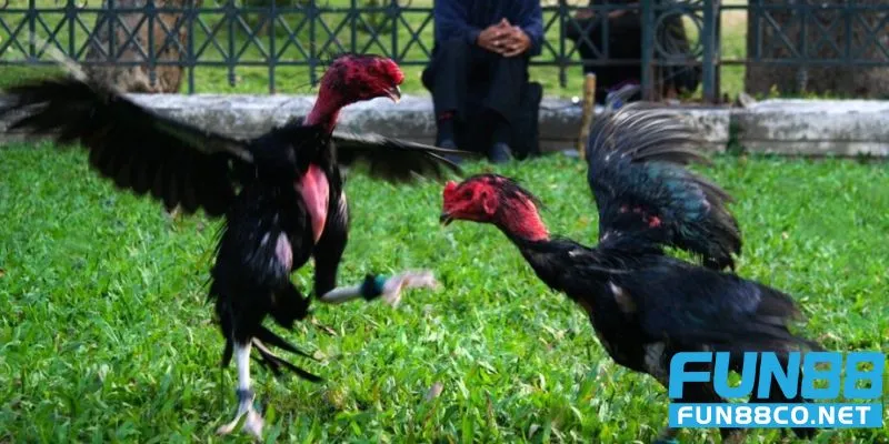 Huấn luyện chiến kê từ gà non thành sát thủ 