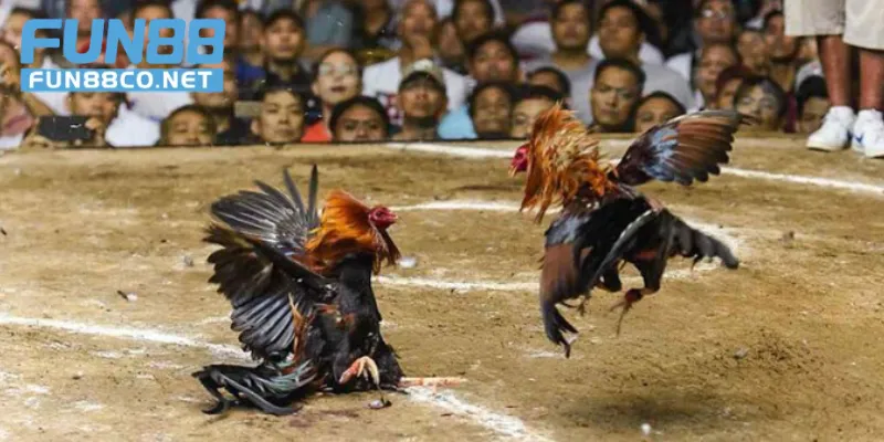 Khoảnh khắc căng thẳng của hai chiến kê 