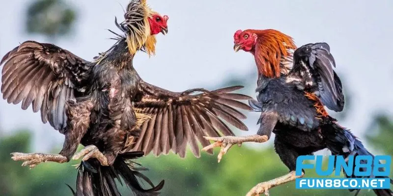 Thế giới đá gà đòn miền Bắc đỉnh cao 